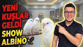 Yeni̇ Kuşlar Geldi̇❗Show Albi̇no❗Adana Kuş Pazari👋🏻Fi̇yatlar Neler ?