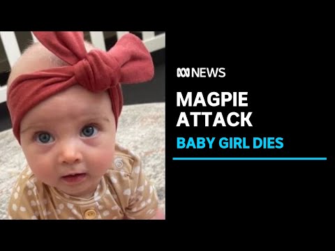 Parents whose baby died after magpie attack praised for quick response | ABC News