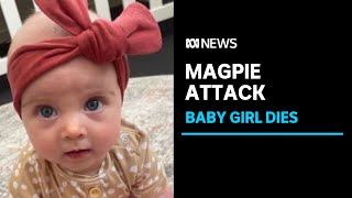 Parents whose baby died after magpie attack praised for quick response | ABC News