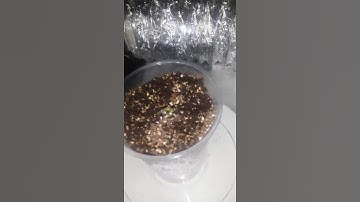 Súper lemon haze interior dia 3 #1