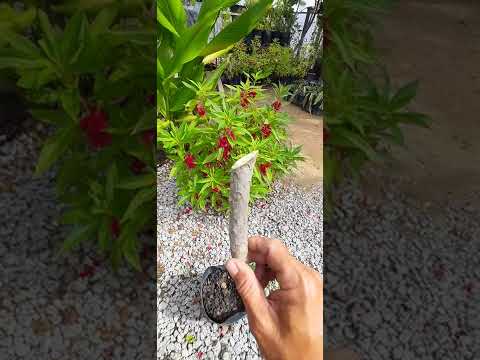 Video: Keratan Tumbuhan Plumeria: Petua Menanam Plumeria Daripada Keratan