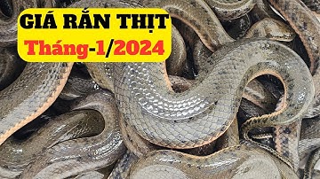 Cập Nhật Giá Rắn Thịt Tháng 1/2024  – Trại Giống Đông Sơn