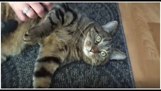 Introducing Mamacat, the best goofy cat by johansonCats 533 views 7 years ago 1 minute, 29 seconds