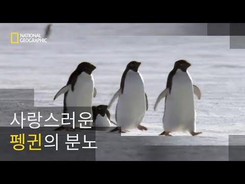사랑스러운 동물 펭귄의 분노