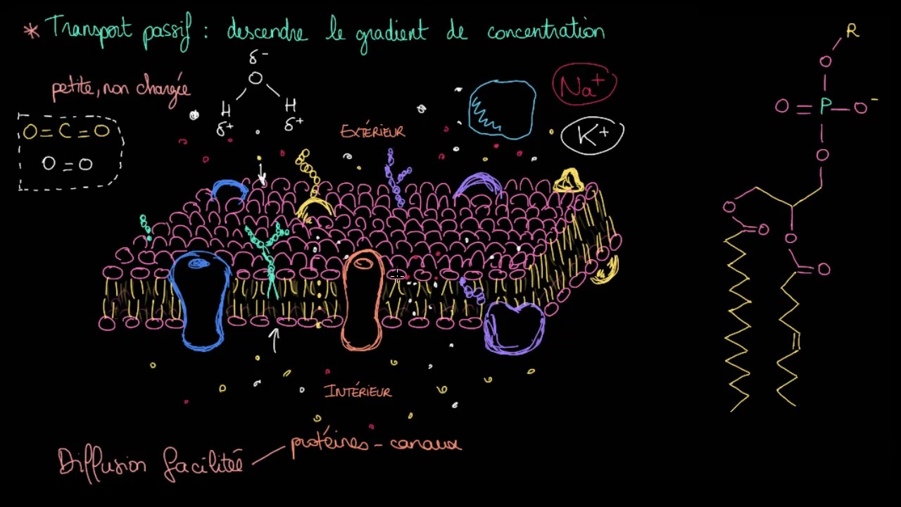 La diffusion facilitée
