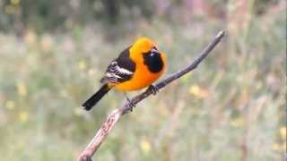 A brilliant adult male hooded oriole perched on branch with audible
"wheet" and "chatter" calls. location is southern california in april
2012.