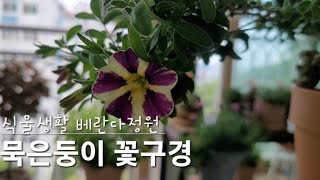 베란다정원 묵은둥이 꽃구경 같이해요~^^