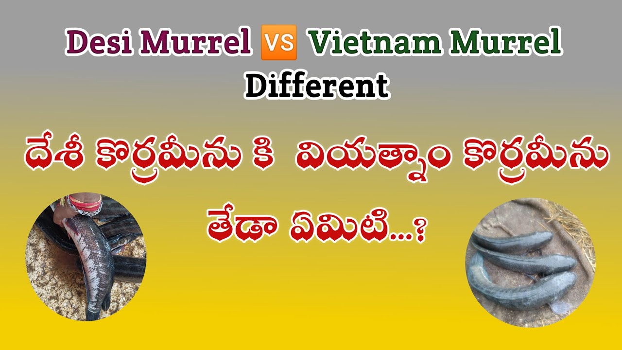 desi-murrel-vietnam-murrel-defferent-youtube