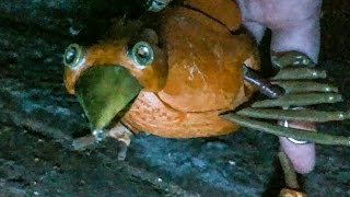 DABCHICK in the CELLAR  (HALLOWEEN SPECIAL)