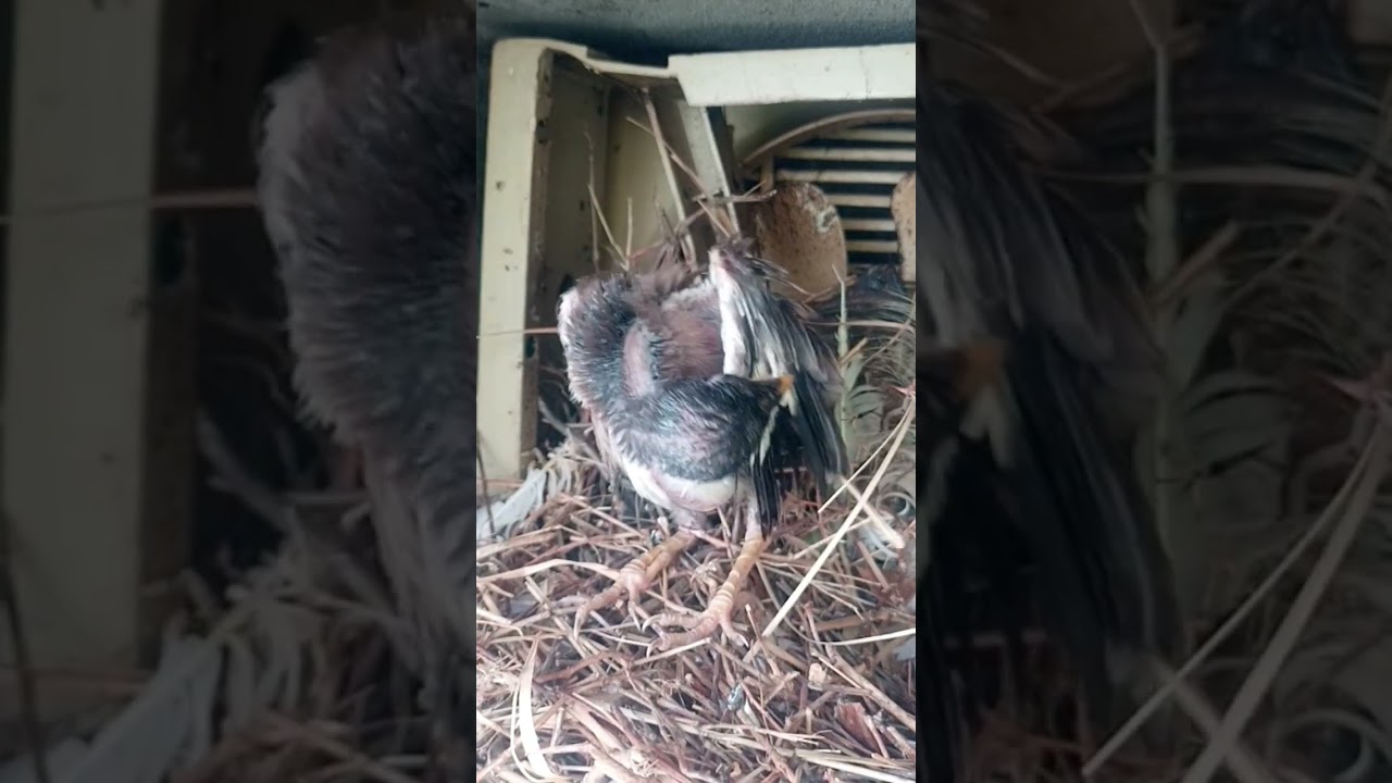 Myna Bird SECRETS Revealed!