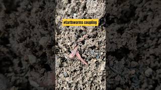 "They're not fighting -they're coupling!#earthworms#coupling#soilhealth#soillife#ecolife#ytshorts
