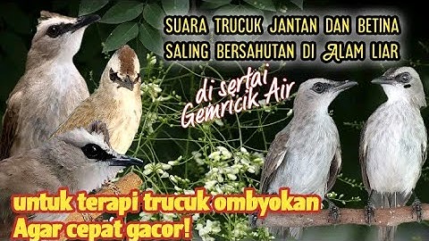 Suara Trucuk betina saling bersahutan di Alam liar.Cocock untuk terapi trucuk ombyokan.