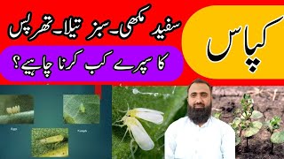 When to use pesticides against sucking insect pests of cotton||Bilal Kanju Official