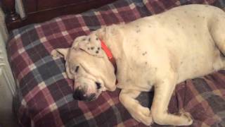 Clarence Had A Nightmare