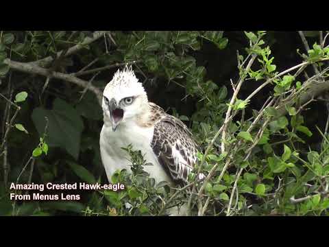 Amazing Call Of Crested Hawk eagle, Serpent eagle