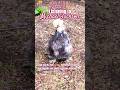 Listening To Michael Jackson 'Billie Jean' and watching a cute chicken dance. #michaeljackson