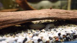 Видео «Чудовищная» червяга (автор: Московский Зоопарк)