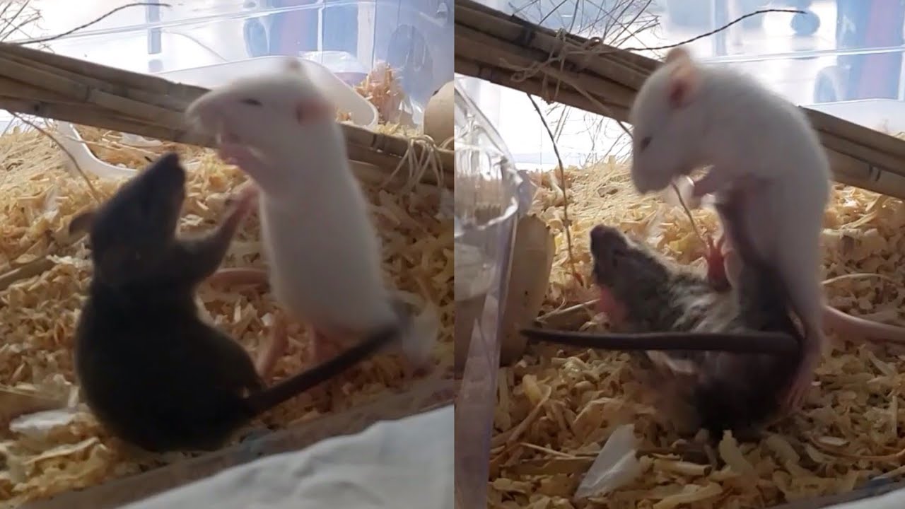 Rat Fighting Rink Rat Wrestling Intensifies - YouTube