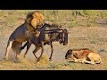 Lion Takes Down Wildebeest | Wildebeest crossing Lion | Lion Attack and Eat Wildebeest