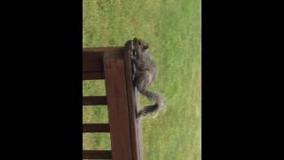 Awesome squirrel jump