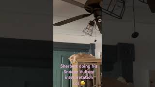 Snoopy Sherbert doing his Vulture interpretation lol 😂 Vulture Saturday Morning😂