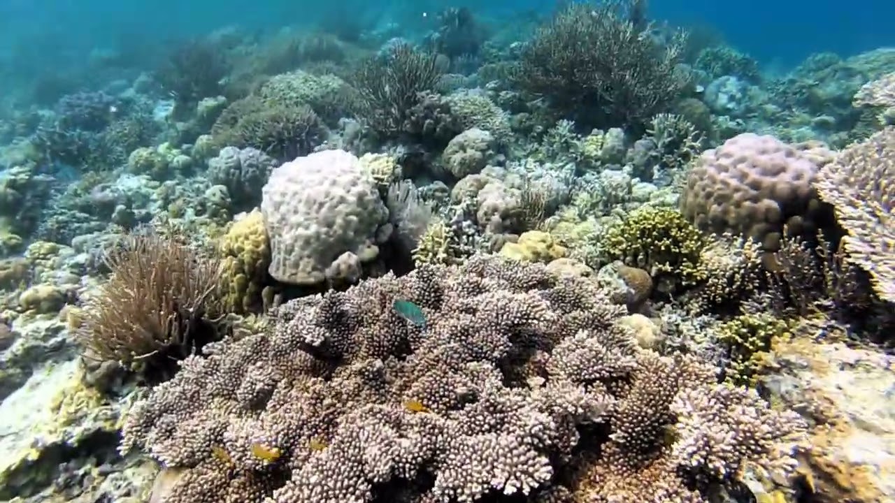 💙Snorkeling🤿Sudamala Seraya Reef#stellatepufferfish