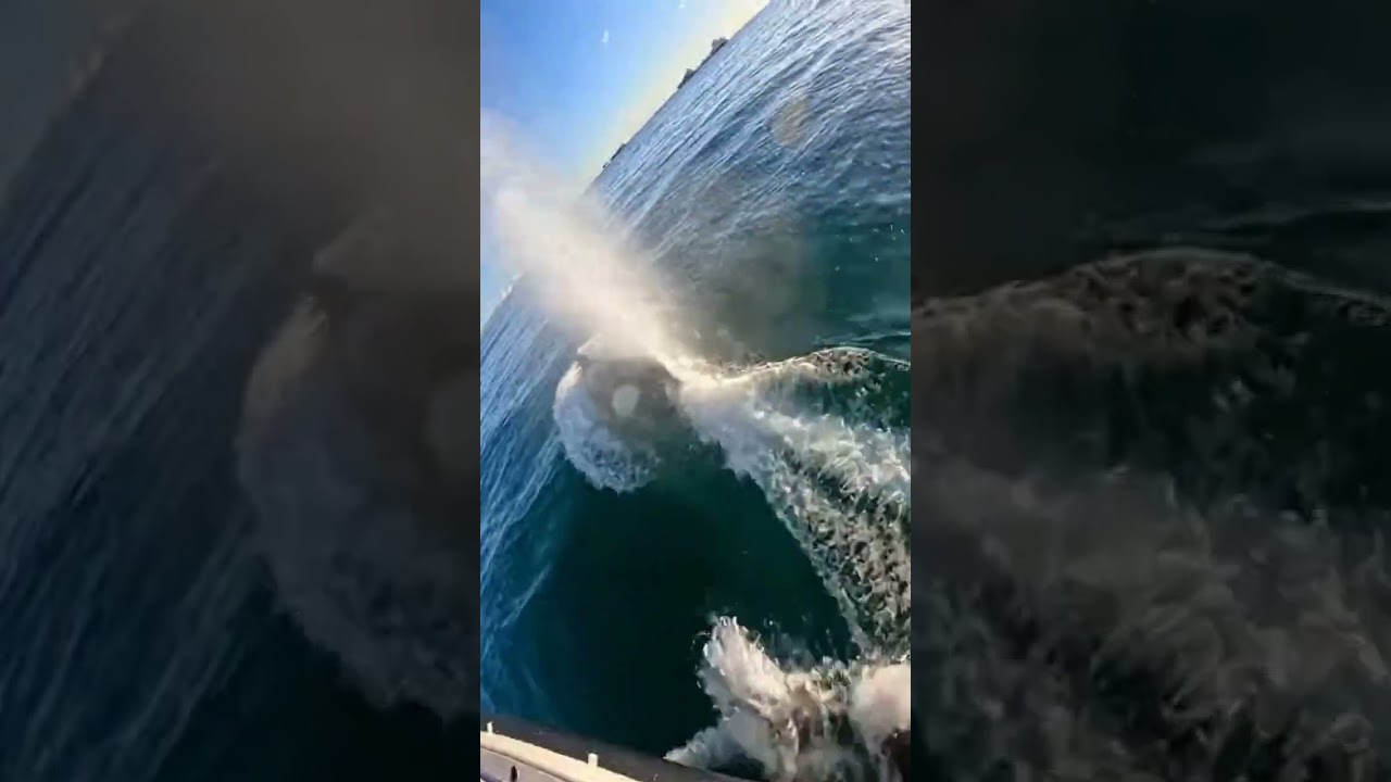 “OH MY GOD!” ORCA SPOUTS UP CLOSE 🐋😳