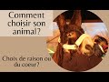 Comment choisir son animal choix de raison ou du coeur