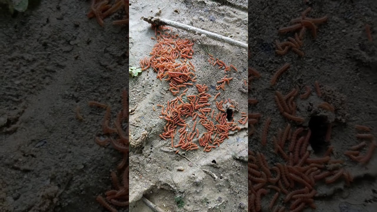 Millipedes exhibit collective behaviour 