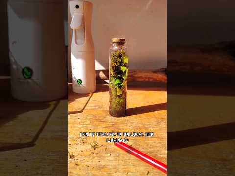 Video: Cuánta agua necesita una mandrágora: consejos para regar una planta de mandrágora