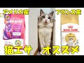 猫エサおすすめ　ソリッド・ゴールドとロイヤルカナン　ラグドールの食べ比べ対決　ラグドール猫　【モフニャン】part214