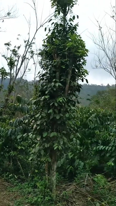 hutan belantara rimba kebun