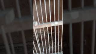 Download Lagu harga bahan burung jongkangan cokelat MP3