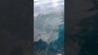 Keindahan laut pulau Tampaang, Kec. Liukang Tangaya (Pangkep)