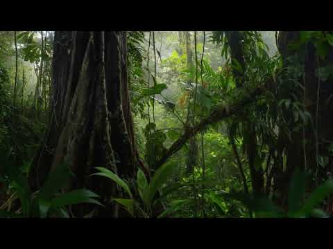 Amazing Tropical Forest - Exotic Birds Singing in Tropical Forest - Nature Backgound - No Music - 4K