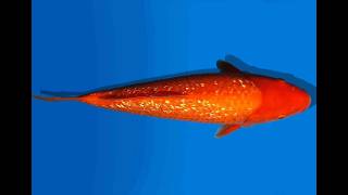 Koi Auktion Dainichi Ginrinbenigoi Jumbotosai Xginrinkohaku - 30Cm Gt6-0886