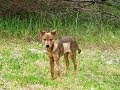 Wazzat Xoloitzcuintle の動画、YouTube動画。