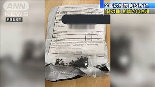 「謎の種が届いた」　全国で相談件数は700件以上(20/08/18)