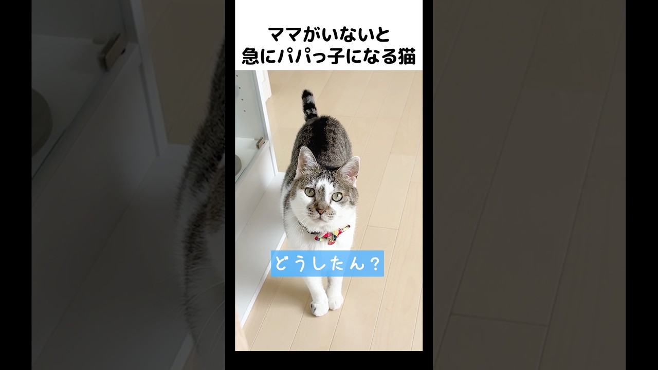 普段はパパに塩対応なのに、ママがいないとパパに甘えてる🤭💕 #元野良猫のささみとホルン #猫