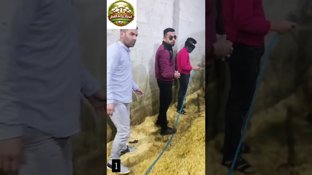 طريقة تصنيع كومبوست الفطر الابيض الاجاريكس...اولى المراحل ...مرحلة الترطيب❤️👇🏻 #اكسبلور  #ترند #فولو