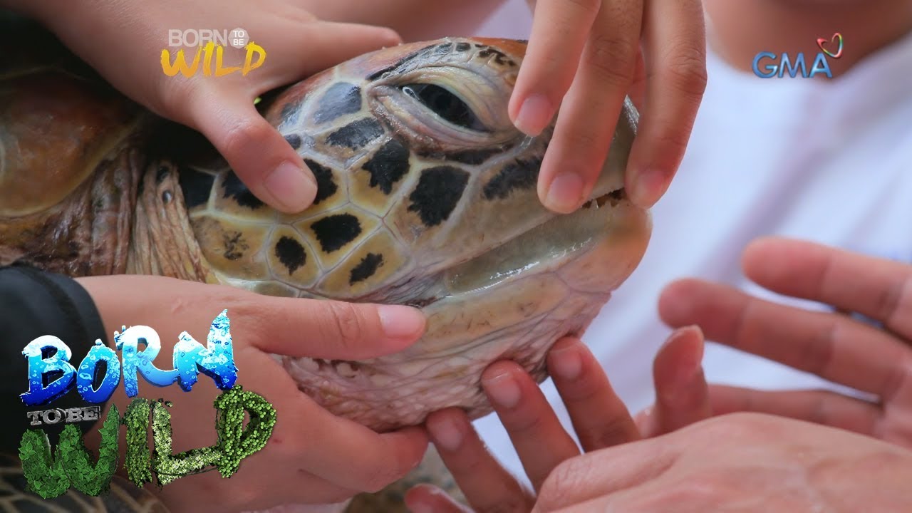 Turtle Doc Born to be Wild: Doc Nielsen saves a green sea turtle in critical ...