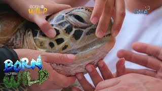 Born to be Wild: Doc Nielsen saves a green sea turtle in critical condition