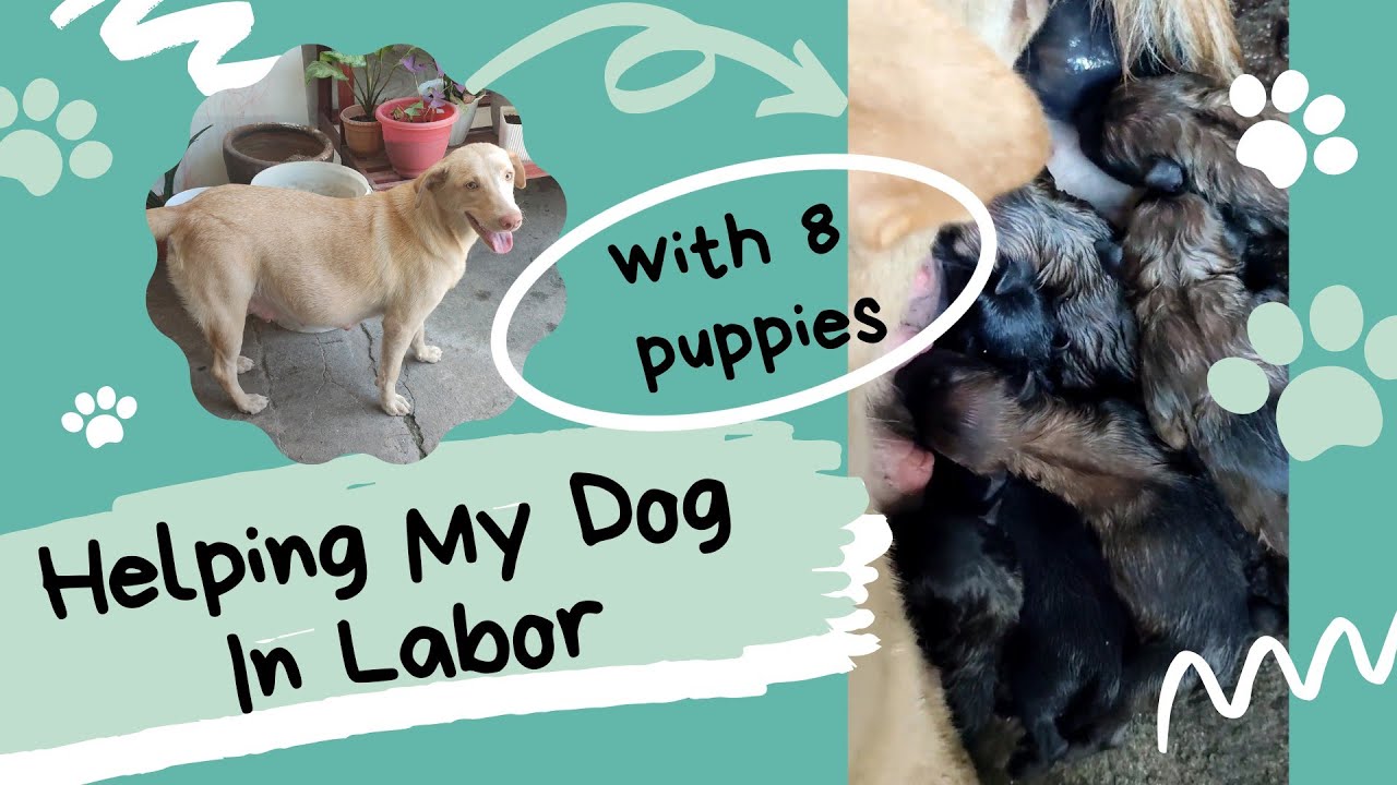 Helping My Dog In Labor | First - Time Mom | Dog Giving Birth - YouTube