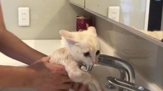 大絶叫お風呂を死ぬほど嫌がる子猫 Kitten screaming and yelling in the bath