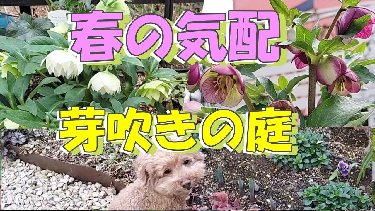 【ガーデニング】春の気配　芽吹きの庭 l 寄せ植え・クリスマスローズ・球根の新芽