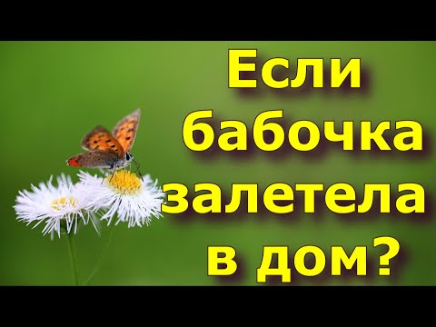 Если бабочка залетела в дом, и другие приметы про бабочек.