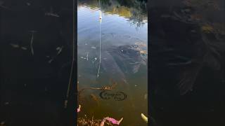 this swamp's big fish is here and ready to be caught #fishing #fishingvideo #fish