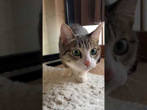 飛び出す猫 - Cats enjoy playing - #Shorts