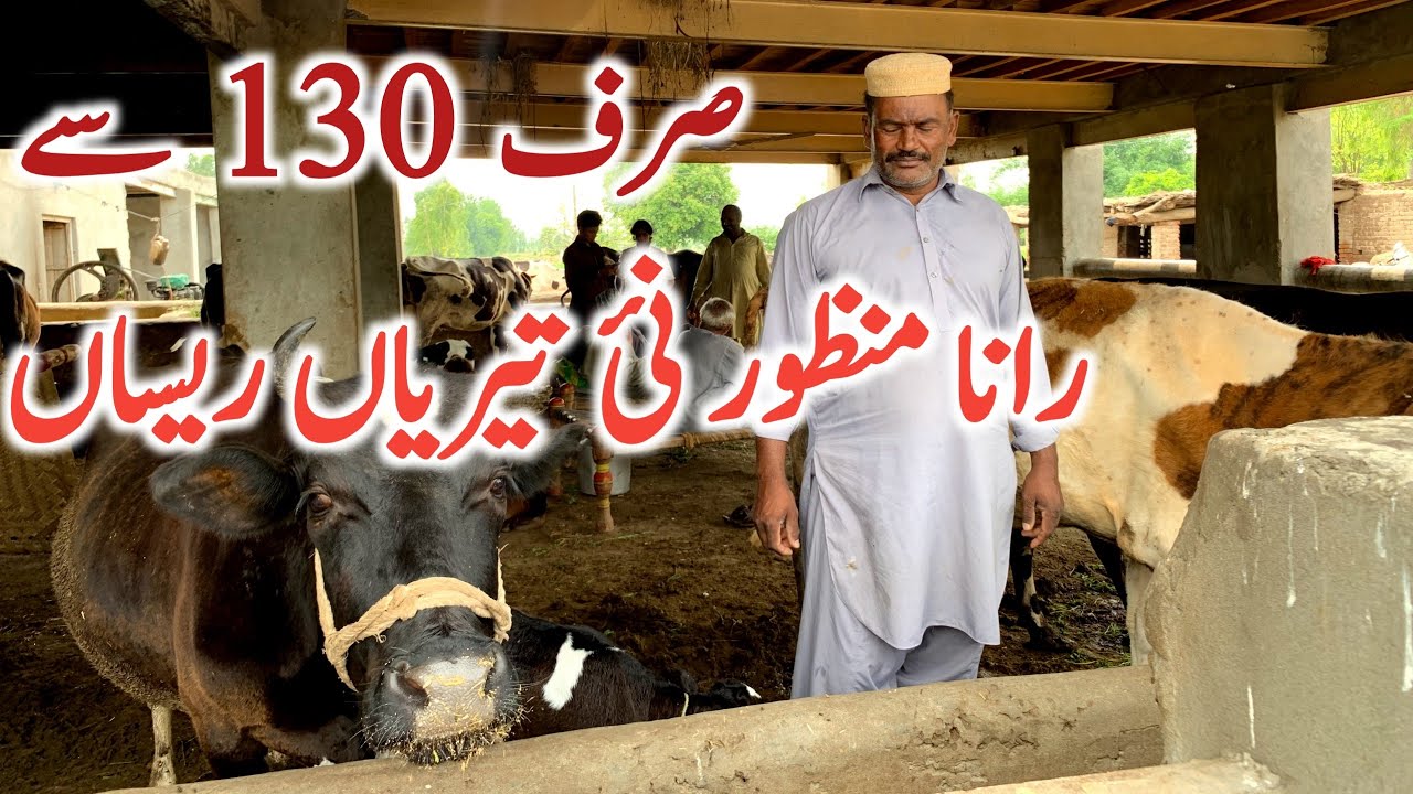 Manzor Rind Rana Manzor | Australian Cholistani | Cross Breed Cow | Global Village ...