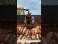 Insane Wood Crusher Machine! Turning Logs Into Chips in Seconds 🔥